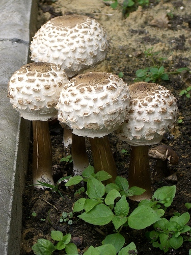 Shaggy Parasol