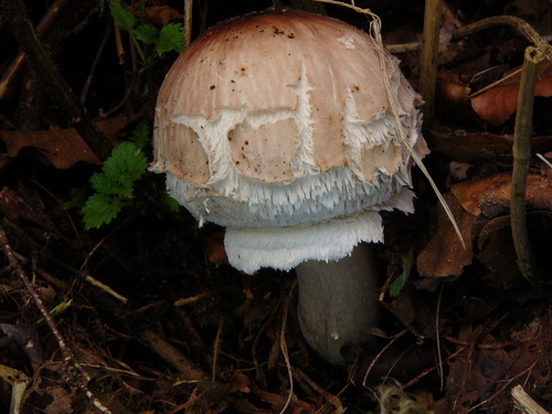 Shaggy Parasol