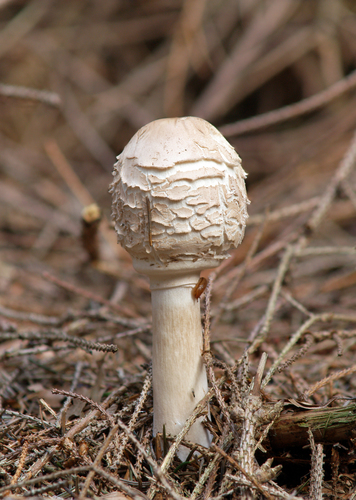 Shaggy Parasol