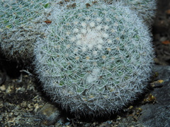Mammillaria klissingiana