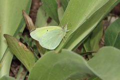 Colias alexandra alexandra