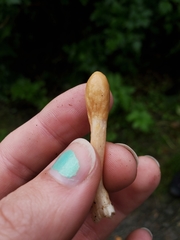 Trichoderma leucopus