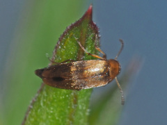 Anaspis maculata