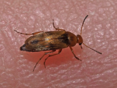 Anaspis maculata