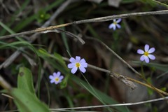 Chaetopappa bellidifolia