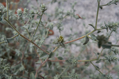 Brickellia nevinii