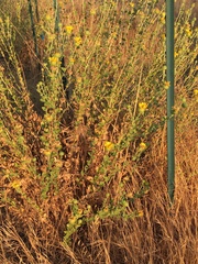 Grindelia camporum