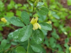 Baptisia bracteata