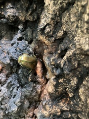 Pseudotorynorrhina japonica