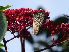 Ideopsis vulgaris macrina