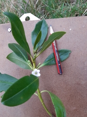 Myoporum insulare