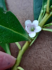 Myoporum insulare