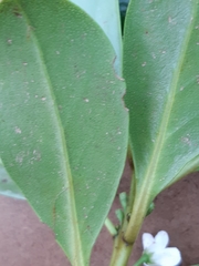 Myoporum insulare