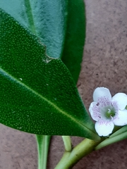 Myoporum insulare