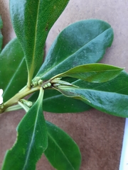 Myoporum insulare