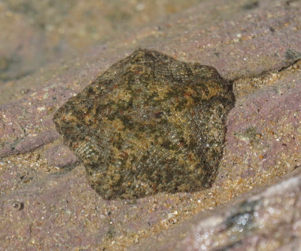 Cryptasterina pentagona