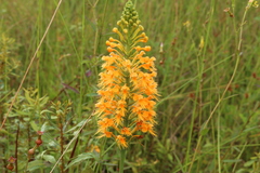 Platanthera chapmanii