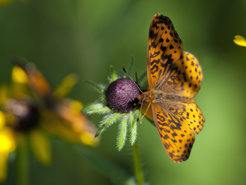 Meadow Fritillary
