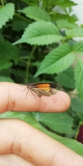 Sangalopsis microleuca