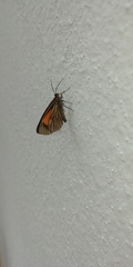 Sangalopsis microleuca