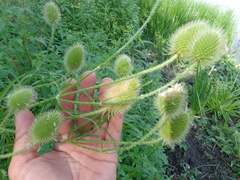 Dipsacus gmelinii