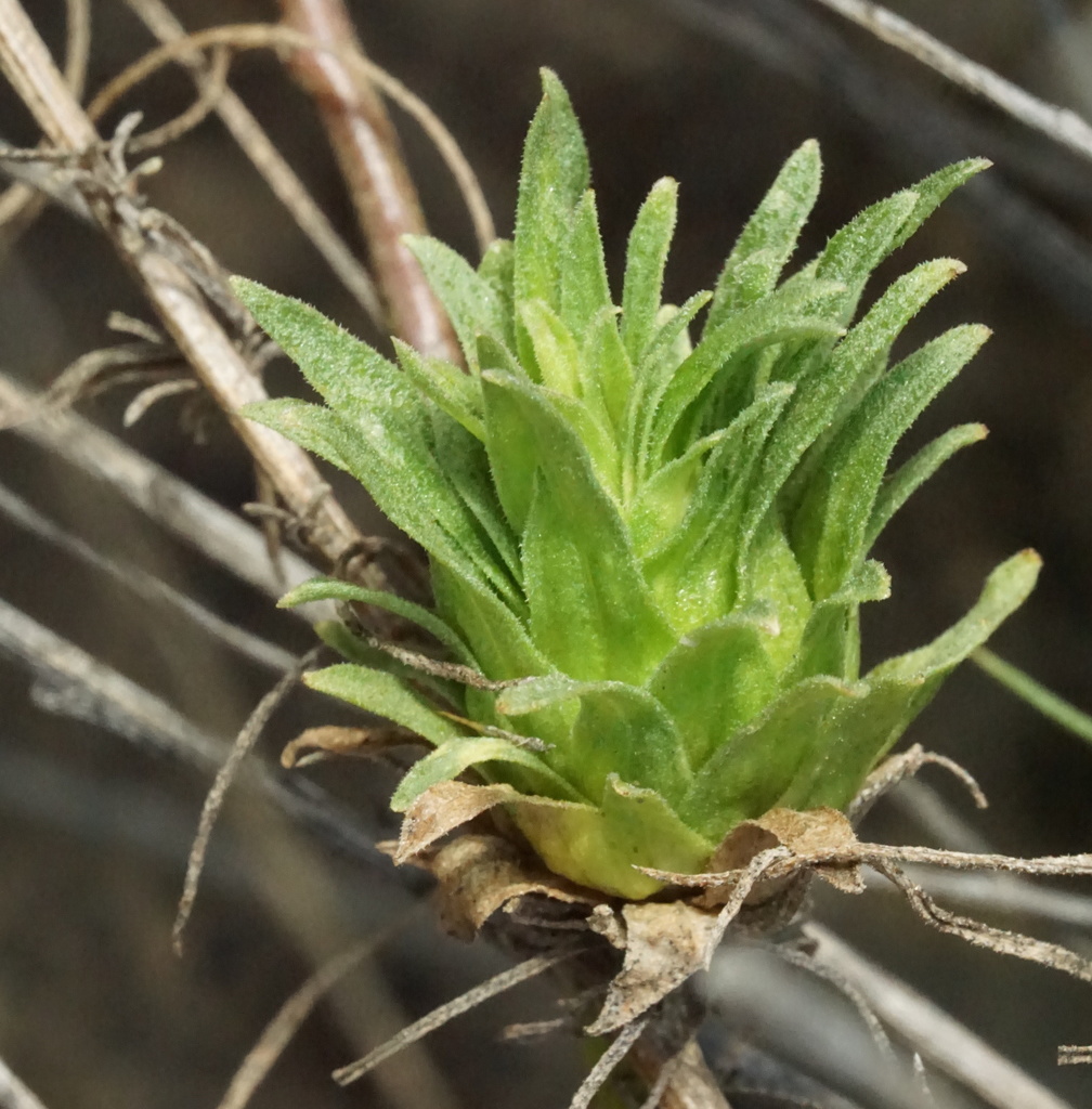 Rosette Bud Gall Midge