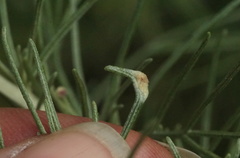 Aceria paracalifornica