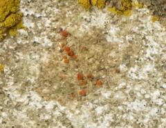 Polycauliona luteominia