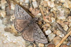 Erynnis telemachus