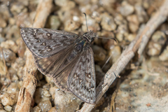 Erynnis telemachus