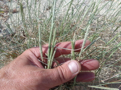 Sporobolus alopecuroides