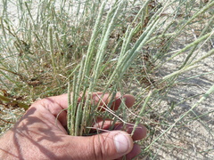 Sporobolus alopecuroides