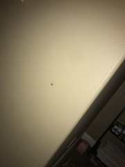 Arachnida