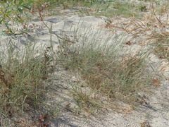 Sporobolus alopecuroides