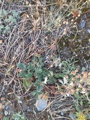 Potentilla furcata