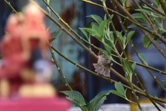 Phylloscopus fuscatus