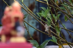 Phylloscopus fuscatus