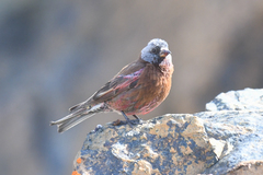 Leucosticte tephrocotis littoralis