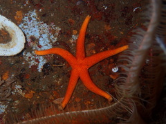 Henricia leviuscula