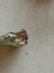 Isoetes occidentalis