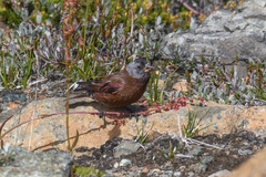 Leucosticte tephrocotis littoralis