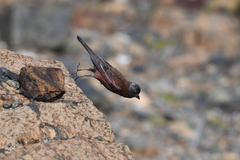 Leucosticte tephrocotis littoralis