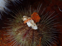 Cryptolithodes typicus
