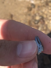 Pacifastacus leniusculus