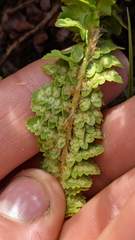 Polystichum kruckebergii