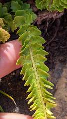 Polystichum kruckebergii