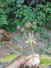 Arctium × ambiguum