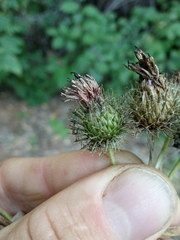 Arctium × ambiguum