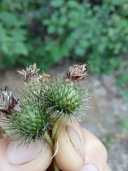 Arctium × ambiguum