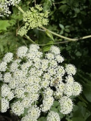 Angelica genuflexa